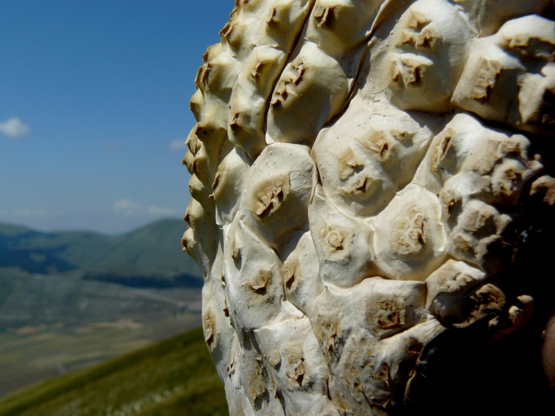 un coccodrillo nei monti Sibillini